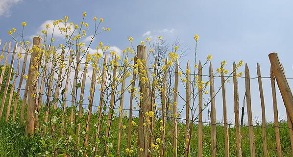 Naturzaun aus Kastanienholz mit Kastanienpfählen,Kastanienzaun auf Rollen, Rollzaun oder Staketenzaun, erhältlich in Emmendingen bei Freiburg